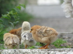 SX20249 Chicks at motorway services in Belgium.jpg